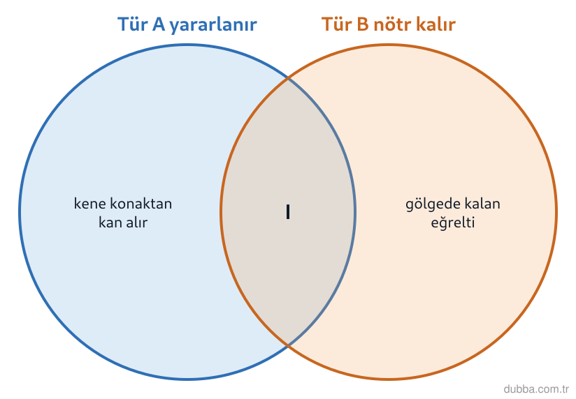 Biyoloji — Ekoloji ünitesi: Orman tabanındaki canlılara ait şemada I ile işaretlenen kesişim, türler arası hangi simbiyotik
