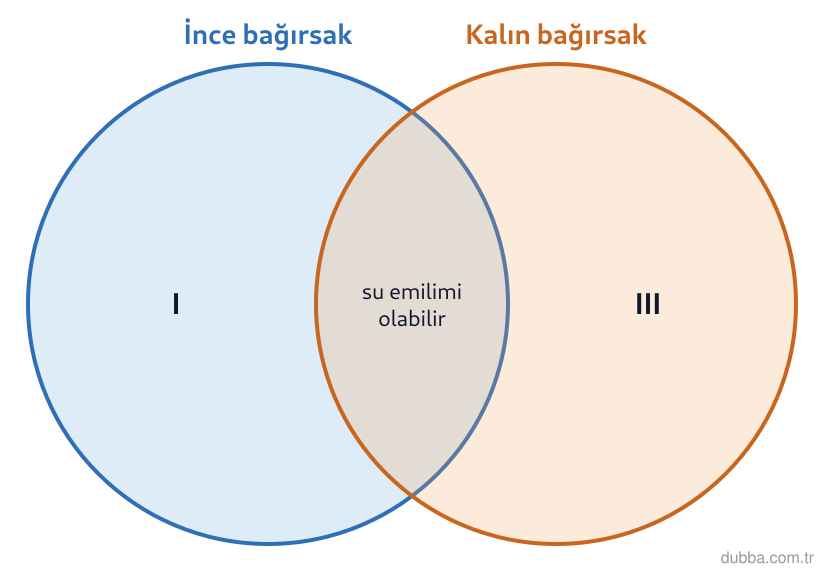 Biyoloji — Enerji ünitesi: Şemadaki I numaralı bölge yalnız ince bağırsağa, III numaralı bölge yalnız kalın bağırsağa aitt
