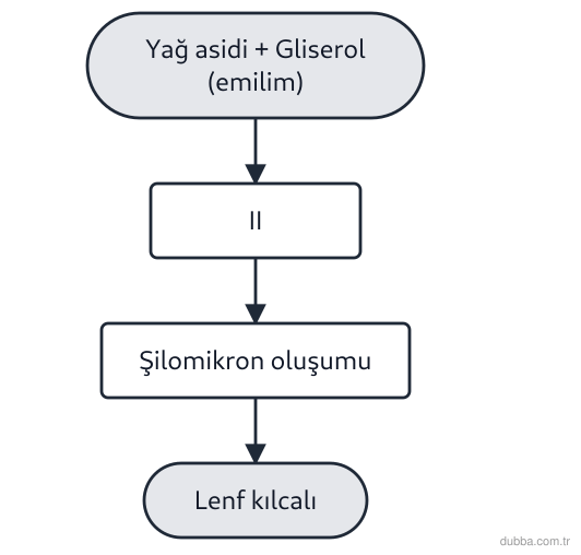 Biyoloji — Enerji ünitesi: Şemada ince bağırsakta emilen yağların hücre içindeki dönüşüm ve taşınma süreci gösterilmiştir.
