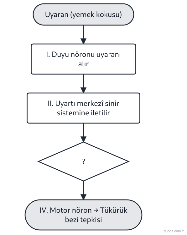 Biyoloji — Tepki ünitesi: Mutfaktan gelen yemek kokusunu alan bir kişide tükürük salgısının artması tepkisi gözlemlenmekt