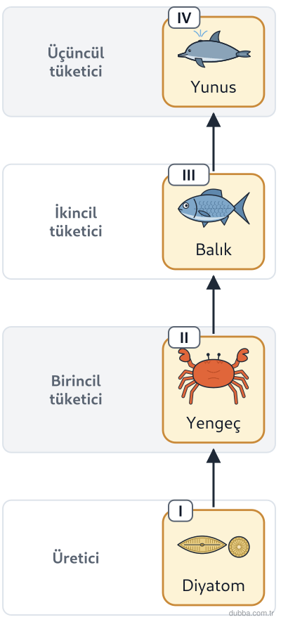 Biyoloji — Ekoloji ünitesi: Deniz ekosistemine ait şemada bir toksik madde biyolojik birikim göstermektedir. Aşağıdakilerde