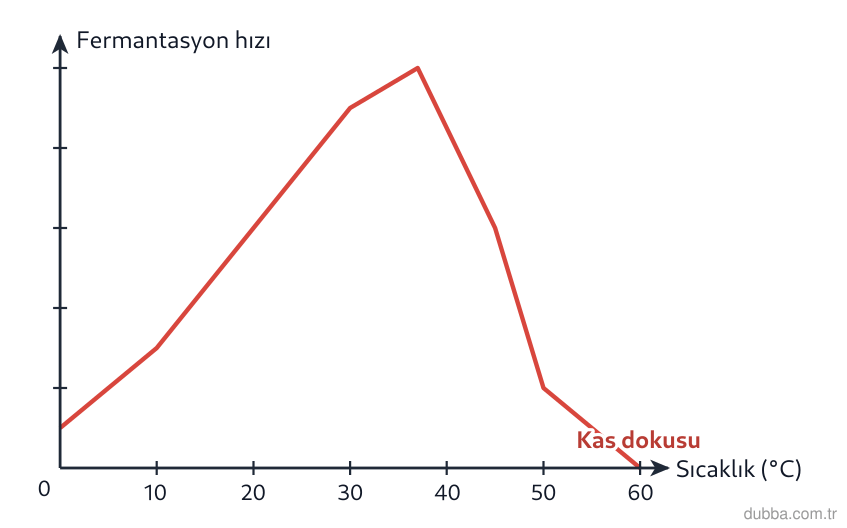 Biyoloji — Enerji ünitesi: Kas hücresinde laktik asit fermantasyonu hızının sıcaklıkla değişimini gösteren grafikteki eğri