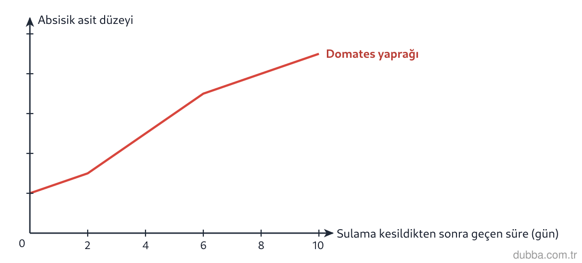 Biyoloji — Tepki ünitesi: Sulaması kesilen bir domates bitkisinde yapraklardaki absisik asit düzeyi grafikteki eğriyle iz