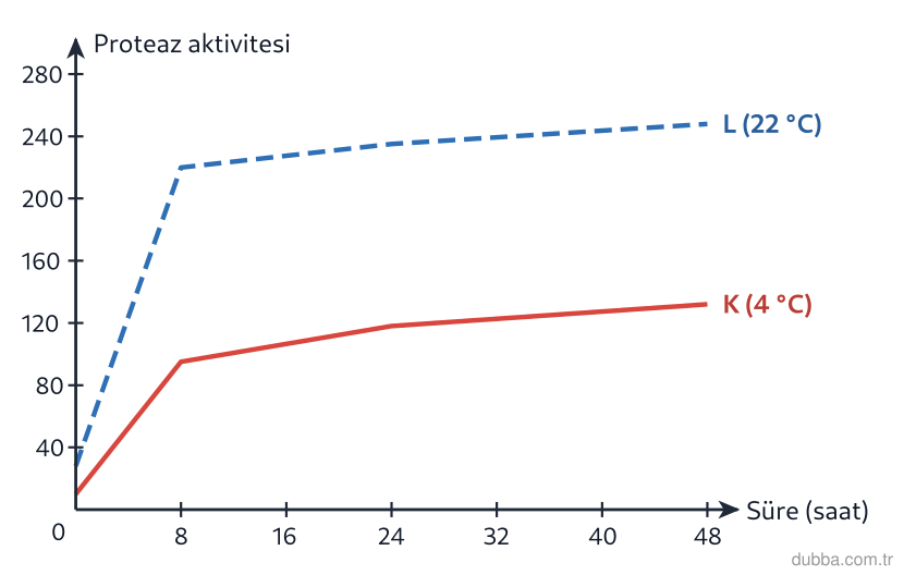 Biyoloji — Yaşam ünitesi: Grafikte taze etin 4 °C (K) ve 22 °C (L) saklanmasında proteaz aktivitesinin zamana göre değişi