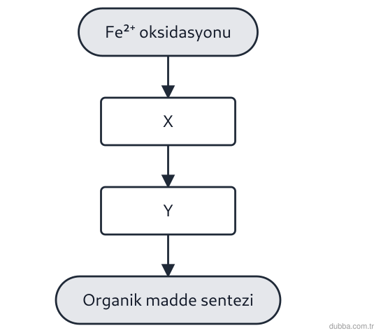 Biyoloji — Enerji ünitesi: Aşağıdaki şemada kemosentez gerçekleştiren bir bakterinin enerji dönüşüm basamakları gösterilme