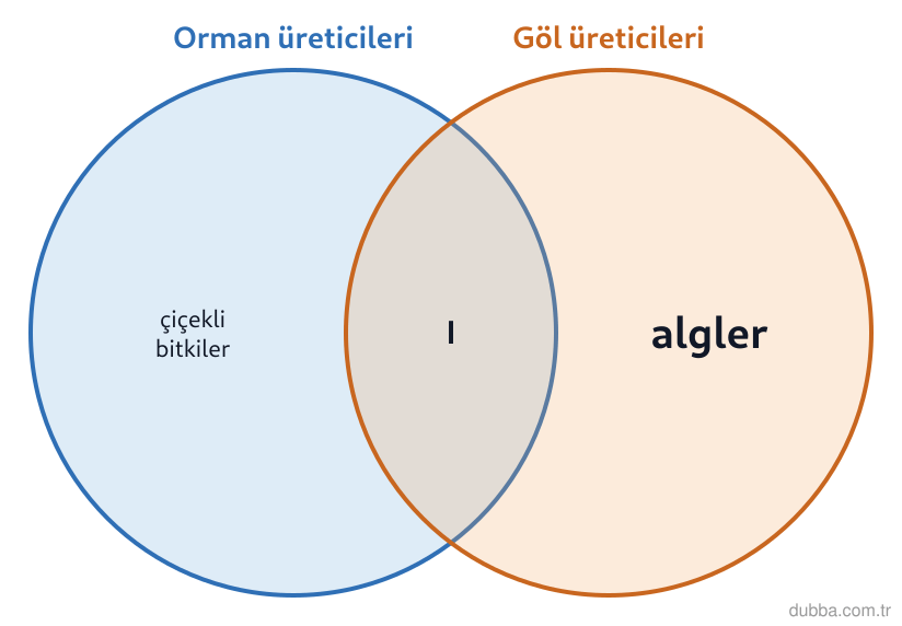 Biyoloji — Ekoloji ünitesi: Karasal orman ve tatlı su gölü üreticilerinin karşılaştırıldığı Venn şemasında I numaralı kesiş