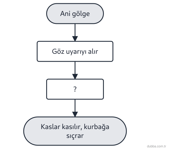 Biyoloji — Tepki ünitesi: Şemada bir kurbağanın ani gölge karşısında sıçrayarak uzaklaşması özetlenmiştir. Buna göre ? ba