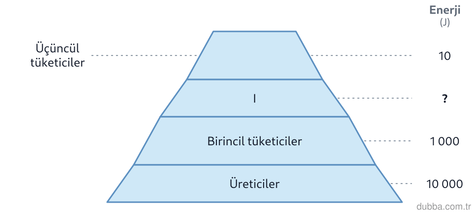 Biyoloji — Ekoloji ünitesi: Şemadaki enerji piramidini inceleyen bir öğrenci, piramitteki bazı değerleri not almıştır. Buna