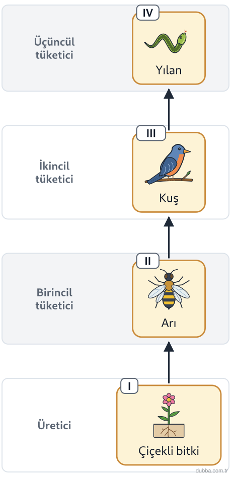 Biyoloji — Ekoloji ünitesi: Böcek ilacı bitkiden zincire karışırsa en fazla birikim hangi canlıda beklenir?