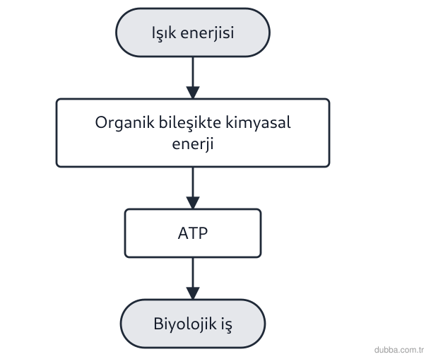 Biyoloji — Enerji ünitesi: Şemadaki enerji dönüşüm zinciriyle ilgili hangisi yanlıştır?