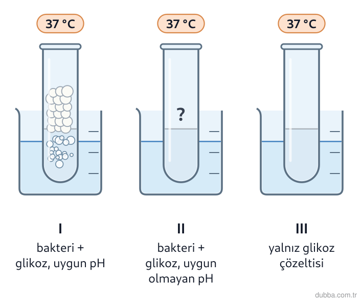 Biyoloji — Enerji ünitesi: Laktik asit fermantasyonu yapan bakteri kültürüyle hazırlanan üç kaplı düzeneğin II numaralı ka