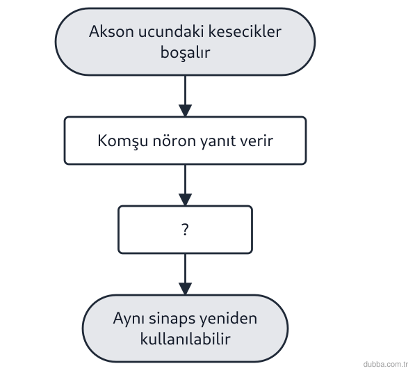 Biyoloji — Tepki ünitesi: Bir memelinin beyin sapındaki kimyasal sinapsta, uyartı komşu nörona geçtikten sonra aynı boşlu