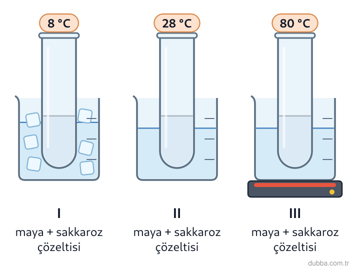 Biyoloji — Enerji ünitesi: Beherlerdeki maya + sakkaroz karışımıyla fermantasyon denenmiş; sonuçlar yazılmamıştır. I–III k