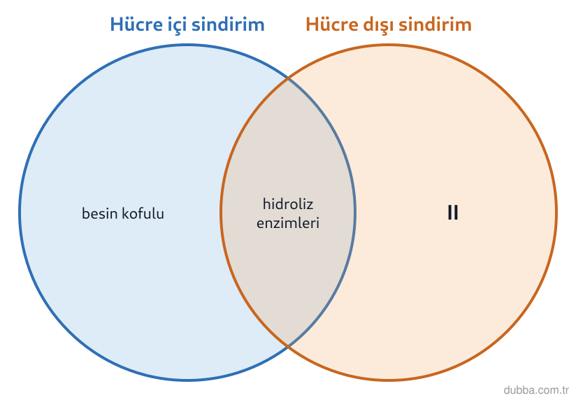 Biyoloji — Enerji ünitesi: Venn diyagramında yalnızca II ile işaretlenen kümeye ait olan süreç aşağıdakilerden hangisidir?
