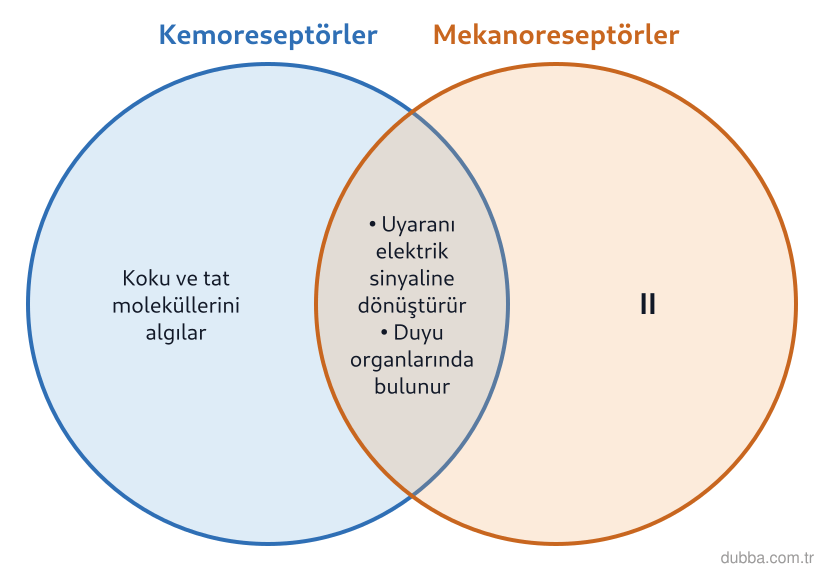 Biyoloji — Tepki ünitesi: Şemada kemoreseptörler ve mekanoreseptörler için ortak ve farklı özellikler gösterilmiştir. II 