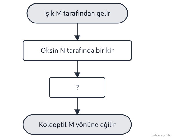 Biyoloji — Tepki ünitesi: Laboratuvar şemasında buğday koleoptiline ışık M tarafından verilmiş ve oksinin N tarafında bir