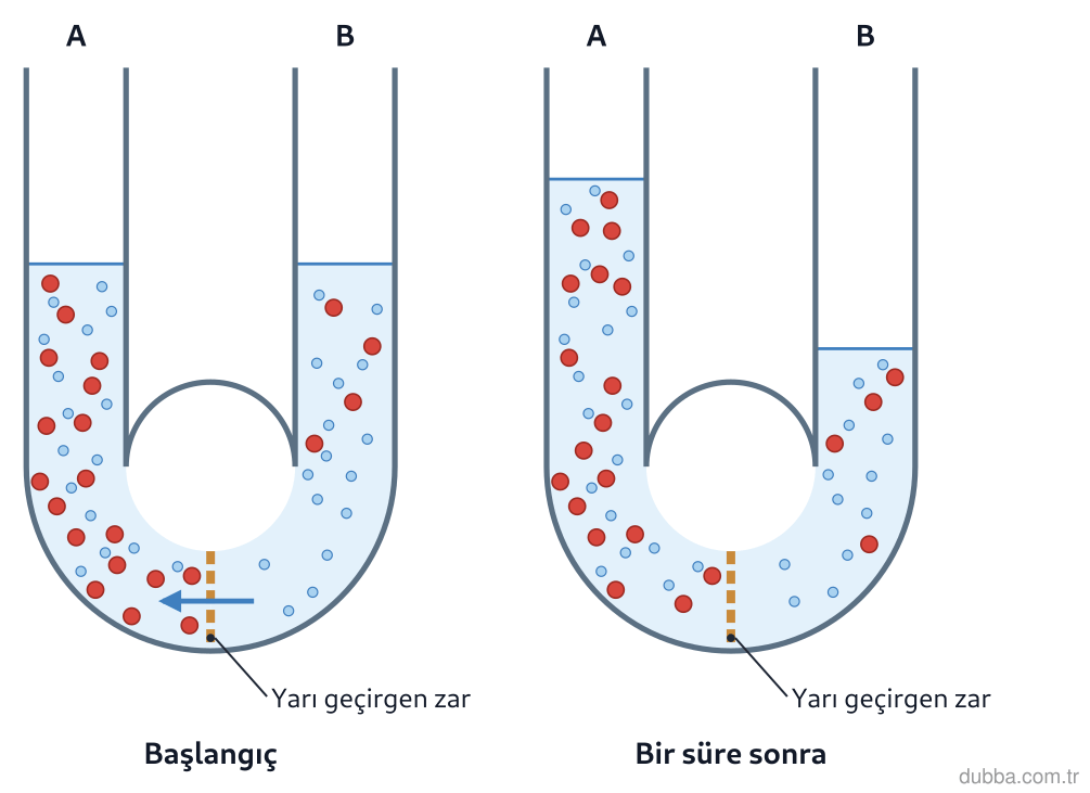 Biyoloji — Organizasyon ünitesi: Şekildeki U borusunda yarı geçirgen zar vardır; başlangıçta seviyeler eşittir. Bir süre sonra s