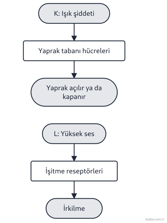 Biyoloji — Tepki ünitesi: Şemada iki tepki yolu özetlenmiştir. Buna göre aşağıdakilerden hangisi yanlıştır?