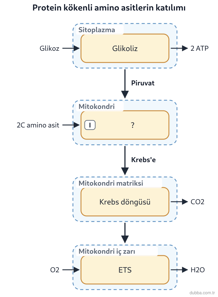 Biyoloji — Enerji ünitesi: Yüksek proteinli bir öğünden sonra amino asitlerin solunuma katılımı şemada gösterilmiştir. 2 k