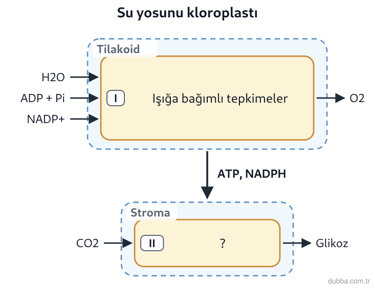 Biyoloji — Enerji ünitesi: Akvaryumdaki su yosunu üzerine düşen lamba ışığı aniden kapatıldığında kloroplasttaki süreçlerl