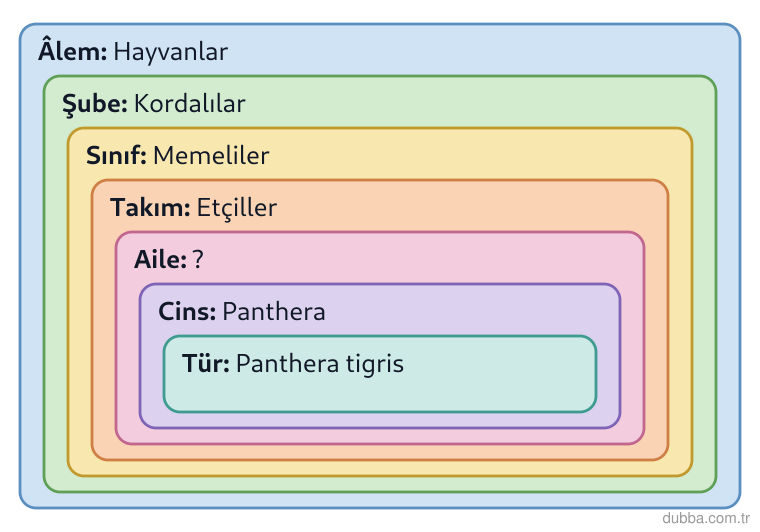 Biyoloji — Organizasyon ünitesi: Şekildeki hiyerarşide değeri gizlenen basamak Felidae (Kedigiller) ise bu basamak için hangiler