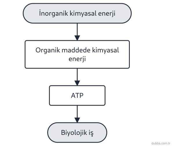 Biyoloji — Enerji ünitesi: Şemada gösterilen dönüşüm basamakları için aşağıdaki yargılardan hangisi yanlıştır?
