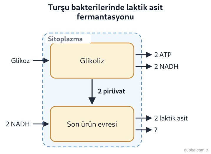 Biyoloji — Enerji ünitesi: Turşu fermantasyonunda laktik asit üreten bakterilerin metabolik yol şemasında ? ile gösterilen