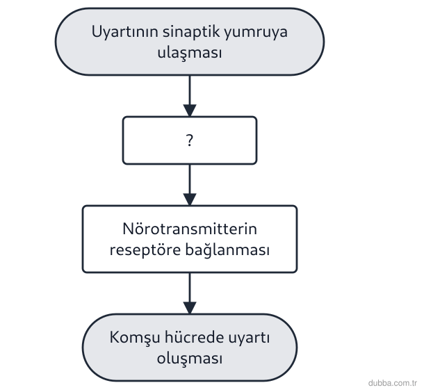 Biyoloji — Tepki ünitesi: Şemada kimyasal sinapsta uyartının komşu hücreye aktarılma sırası verilmiştir. Soru işaretiyle 