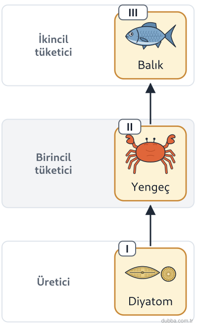 Biyoloji — Ekoloji ünitesi: Oklar enerji akışını göstermektedir. Numaralı canlılarla ilgili hangisi yanlıştır?