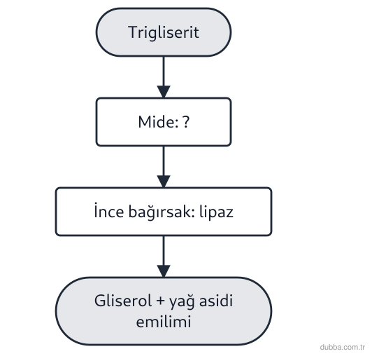 Biyoloji — Enerji ünitesi: Yağ sindirimiyle ilgili aşağıdaki yargılardan hangisi yanlıştır?