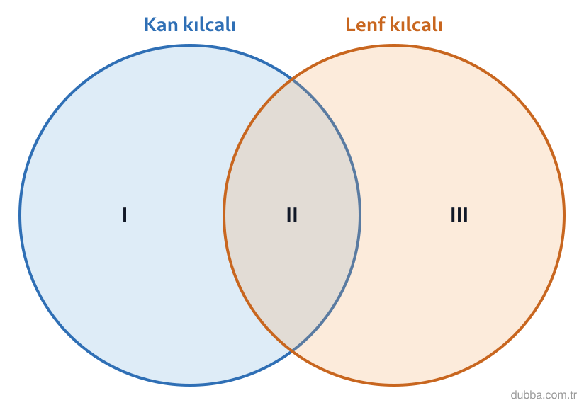 Biyoloji — Enerji ünitesi: İnce bağırsakta emilen besinlerin kan kılcalına mı yoksa lenf kılcalına mı geçtiği incelenmekte