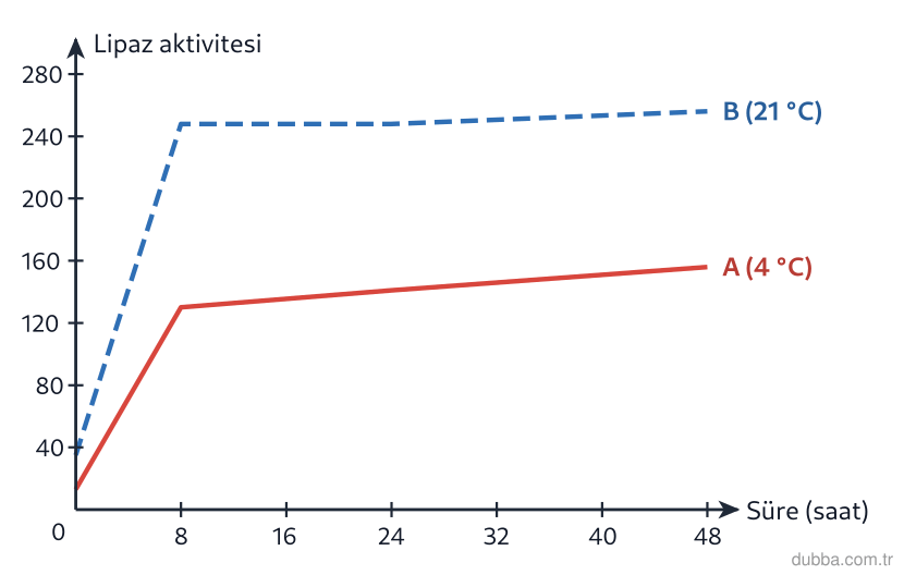 Biyoloji — Yaşam ünitesi: Çiğ sütün 4 °C (A) ve 21 °C (B) saklanmasında lipaz aktivitesi grafiğine göre hangisi doğrudur?