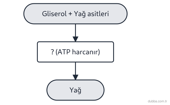 Biyoloji — Enerji ünitesi: Aşağıdaki şemada gliserol ve yağ asitlerinden yağ sentezlenmesi gösterilmektedir. Bu süreçle il