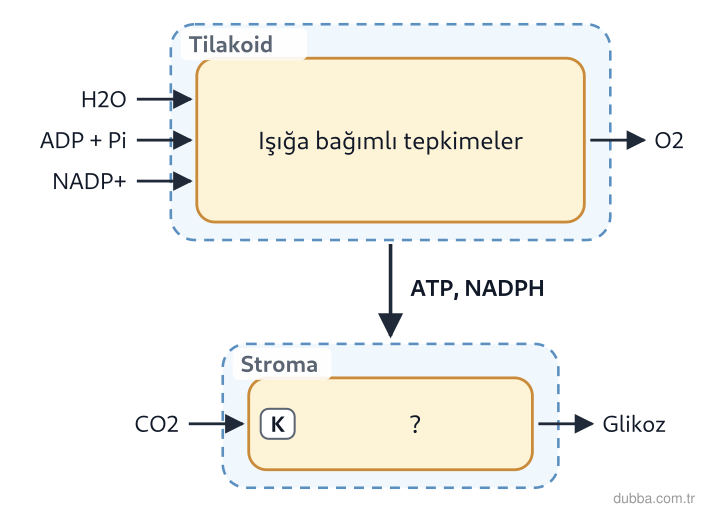 Biyoloji — Enerji ünitesi: Şemada K ile gösterilen evre (ışıktan bağımsız tepkimeler) ile ilgili I. Işık enerjisine doğrud