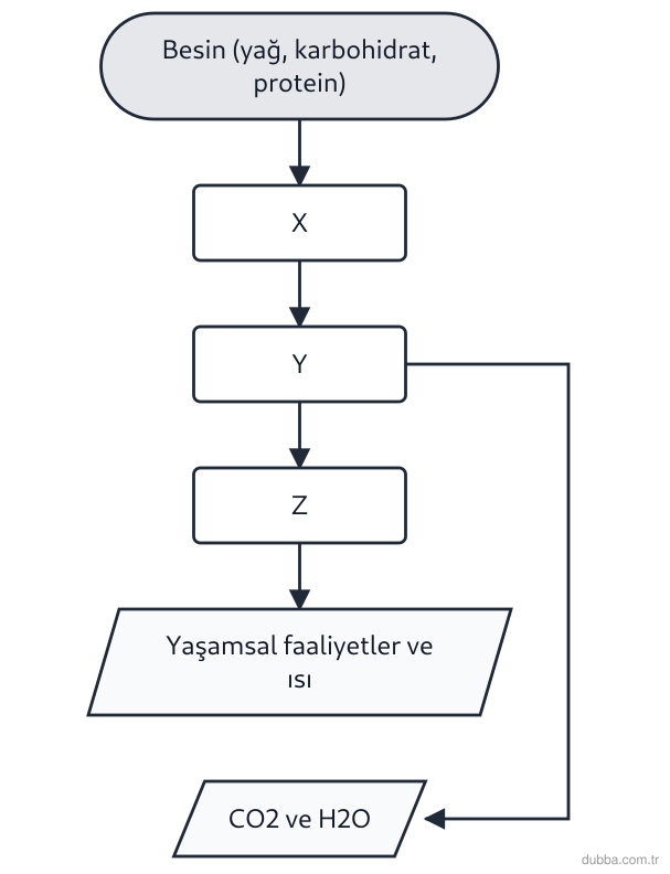 Biyoloji — Enerji ünitesi: Bir balık, besinlerini sindirip hücrelerinde işleyerek yaşamsal faaliyetlerini sürdürmektedir. 