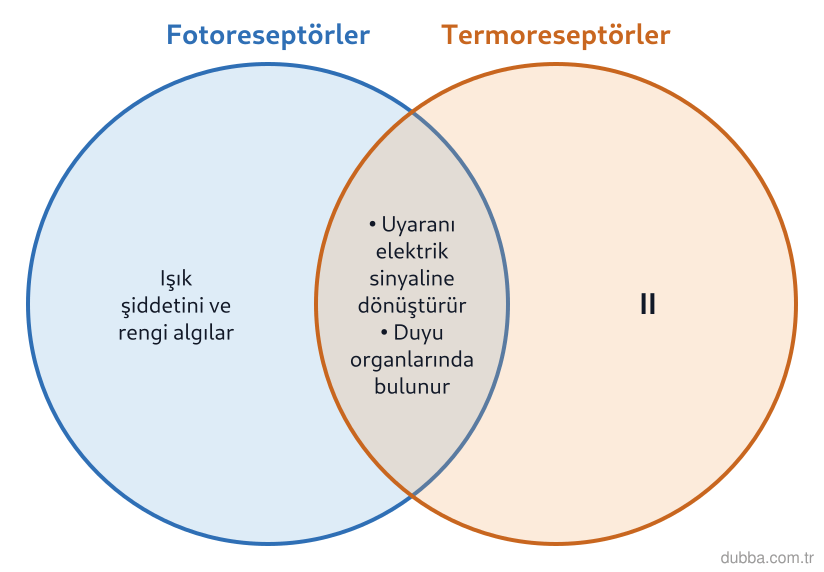 Biyoloji — Tepki ünitesi: Aşağıdaki Venn şemasında fotoreseptörler ile termoreseptörlerin ortak ve ayrı özellikleri veril