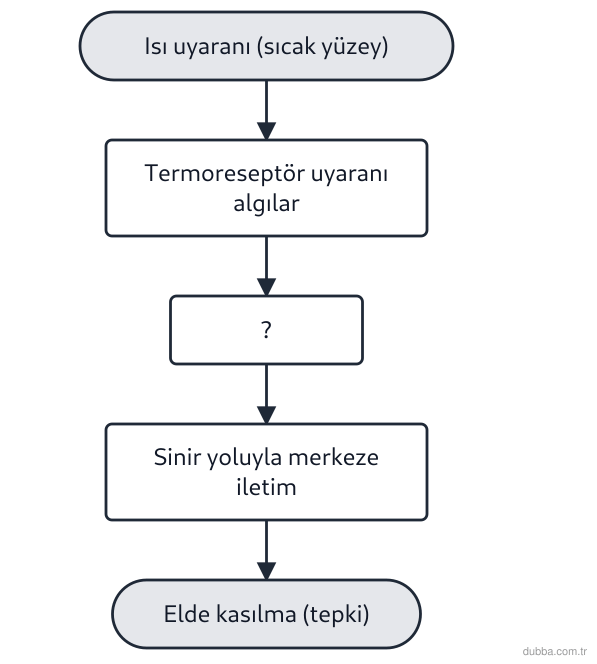 Biyoloji — Tepki ünitesi: Bir kişi sıcak bir yüzeye dokunduğunda elini çeker. Bu olayda gerçekleşen basamakların doğru sı