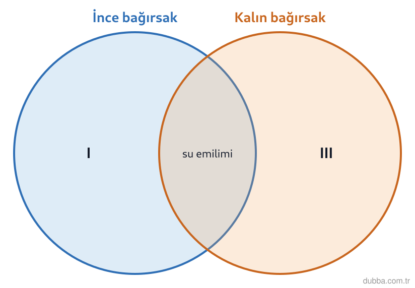 Biyoloji — Enerji ünitesi: Şemadaki I numaralı bölge yalnız ince bağırsağa, III numaralı bölge yalnız kalın bağırsağa özgü