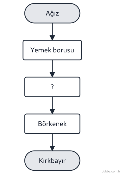 Biyoloji — Enerji ünitesi: Geviş getiren bir memelide (inek) şemadaki ? basamağı hangi sindirim yapısıdır?