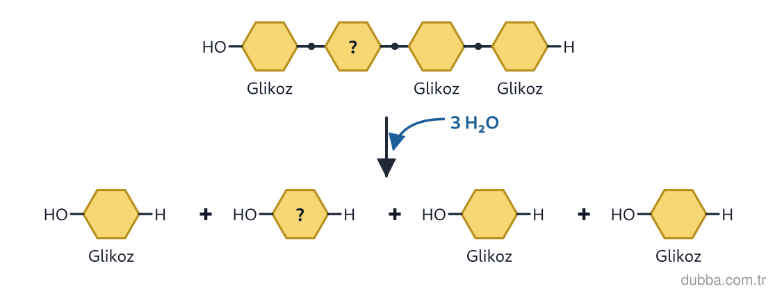 Biyoloji — Enerji ünitesi: Kas hücresindeki glikojenin şemadaki hidroliziyle açığa çıkan monomerler enerji metabolizmasınd